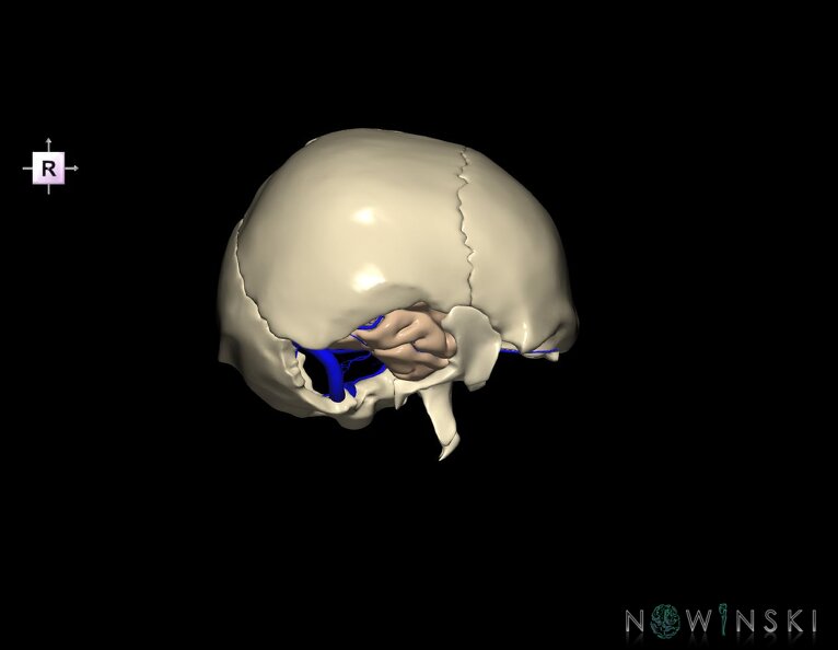 G8.T3.1-16.1-22.2_22.5.9.V4.C1.L0.Cerebrum-Intra_venous_system-Neurocranium-No_temporal_bone.tiff