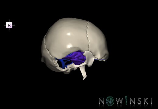 G8.T3.1-16.1-22.2 22.5.9.V4.C2.L0.Cerebrum-Intra venous system-Neurocranium-No temporal bone