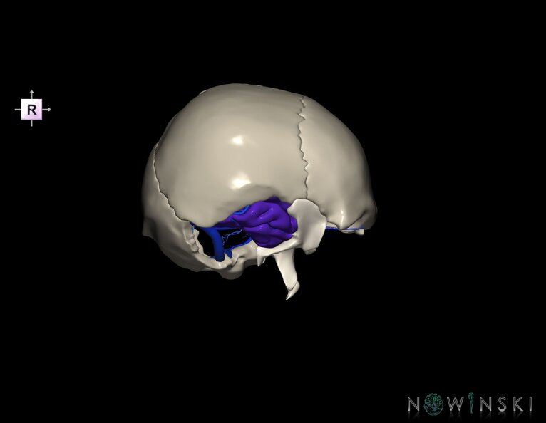 G8.T3.1-16.1-22.2_22.5.9.V4.C2.L0.Cerebrum-Intra_venous_system-Neurocranium-No_temporal_bone.tiff