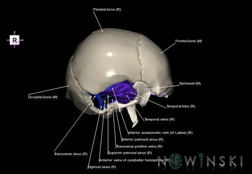 G8.T3.1-16.1-22.2 22.5.9.V4.C2.L1.Cerebrum-Intra venous system-Neurocranium-No temporal bone