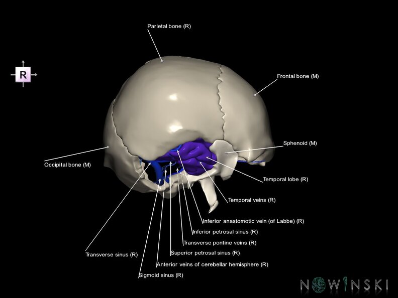 G8.T3.1-16.1-22.2 22.5.9.V4.C2.L1.Cerebrum-Intra venous system-Neurocranium-No temporal bone