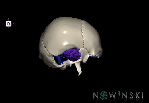 G8T3.1-16.1-22.2 22.5.9.CerebrumIntraVenousSysNeurocraniumNoTemporalBone