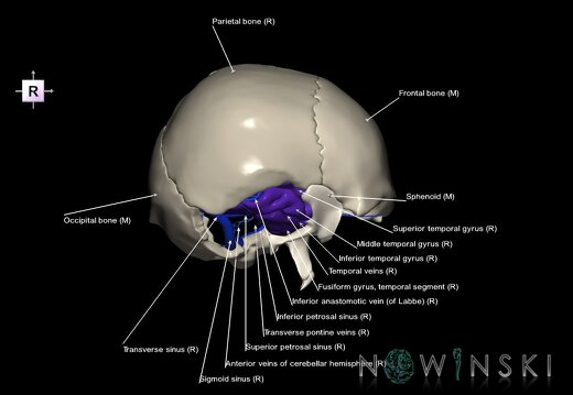 G8.T3.1-16.1-22.2 22.5.9.V4.C3-2.L1.Cerebrum-Intra venous system-Neurocranium-No temporal bone