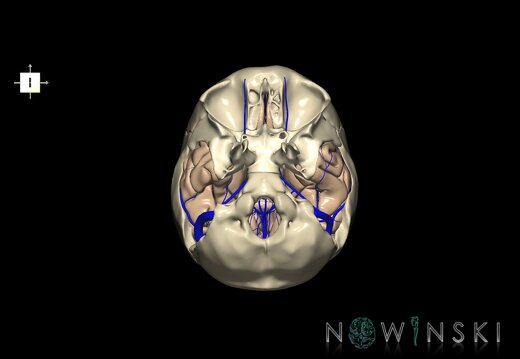 G8.T3.1-16.1-22.2 22.5.9.V6.C1.L0.Cerebrum-Intra venous system-Neurocranium-No temporal bone