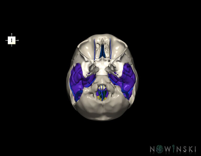 G8.T3.1-16.1-22.2_22.5.9.V6.C2.L0.Cerebrum-Intra_venous_system-Neurocranium-No_temporal_bone.tiff