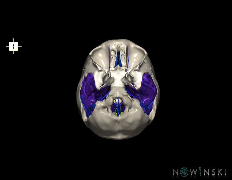 G8.T3.1-16.1-22.2_22.5.9.V6.C3-2.L0.Cerebrum-Intra_venous_system-Neurocranium-No_temporal_bone.tiff