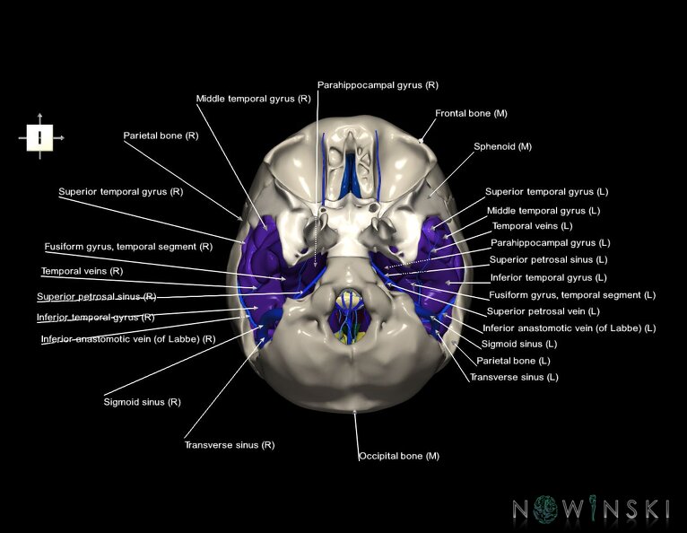 G8.T3.1-16.1-22.2_22.5.9.V6.C3-2.L1.Cerebrum-Intra_venous_system-Neurocranium-No_temporal_bone.tiff