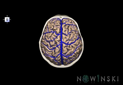 G8.T3.1-16.1-22.2 22.6.V5.C1.L0.Cerebrum-Intracranial venous system-Neurocranium-No skull top