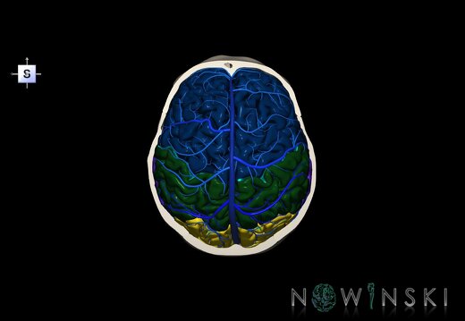 G8.T3.1-16.1-22.2 22.6.V5.C2.L0.Cerebrum-Intracranial venous system-Neurocranium-No skull top