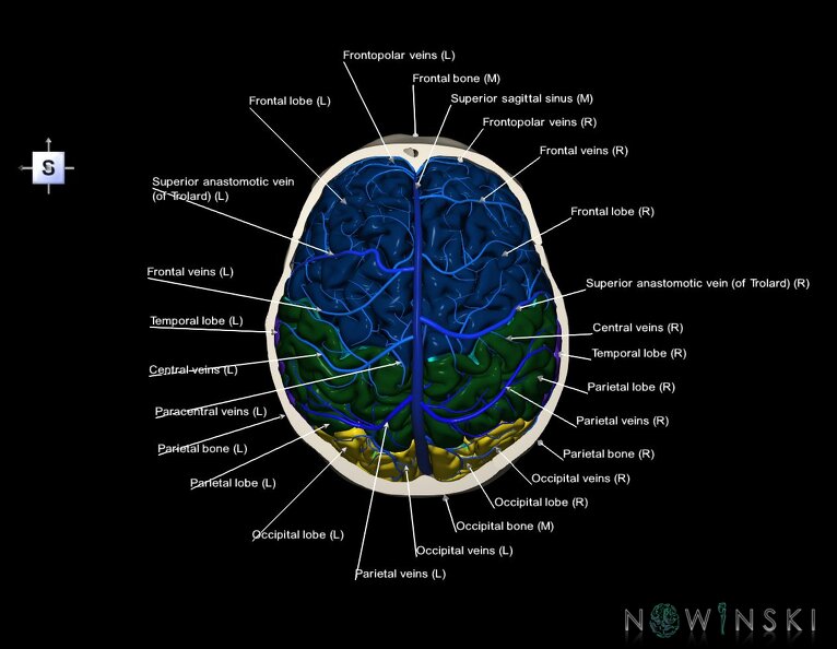 G8.T3.1-16.1-22.2_22.6.V5.C2.L1.Cerebrum-Intracranial_venous_system-Neurocranium-No_skull_top.tiff