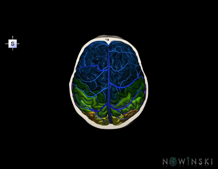 G8.T3.1-16.1-22.2_22.6.V5.C3-2.L0.Cerebrum-Intracranial_venous_system-Neurocranium-No_skull_top.tiff