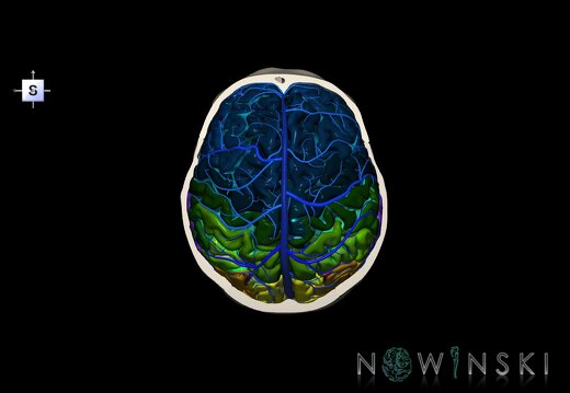 G8.T3.1-16.1-22.2 22.6.V5.C4-2.L0.Cerebrum-Intracranial venous system-Neurocranium-No skull top