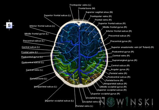 G8.T3.1-16.1-22.2 22.6.V5.C4-2.L1.Cerebrum-Intracranial venous system-Neurocranium-No skull top