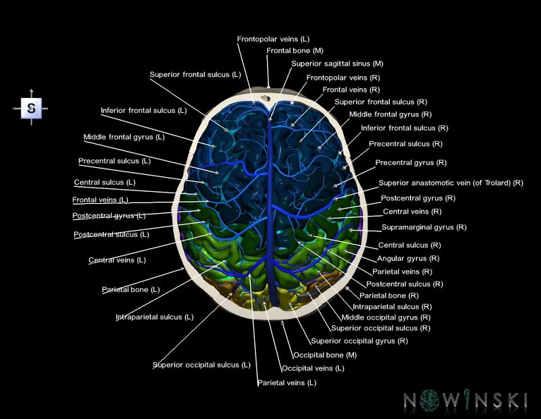G8.T3.1-16.1-22.2_22.6.V5.C4-2.L1.Cerebrum-Intracranial_venous_system-Neurocranium-No_skull_top.tiff