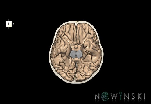 G8.T3.1-22.2 22.3.V6.C1.L0.Cerebrum-Neurocranium-No skull base