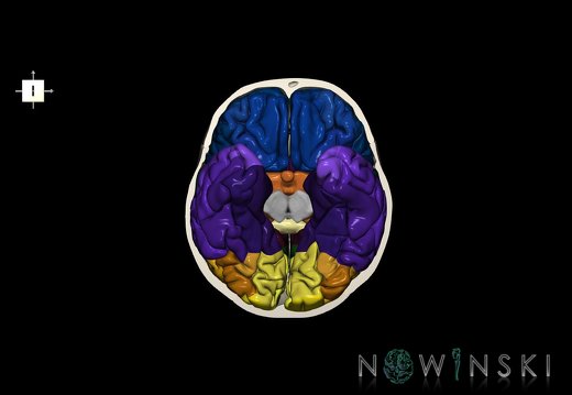 G8.T3.1-22.2 22.3.V6.C3-2.L0.Cerebrum-Neurocranium-No skull base