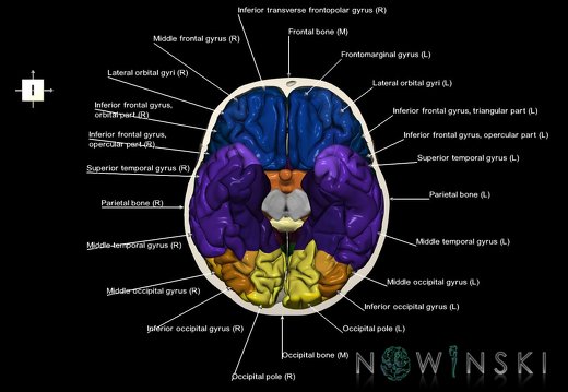 G8.T3.1-22.2 22.3.V6.C3-2.L1.Cerebrum-Neurocranium-No skull base