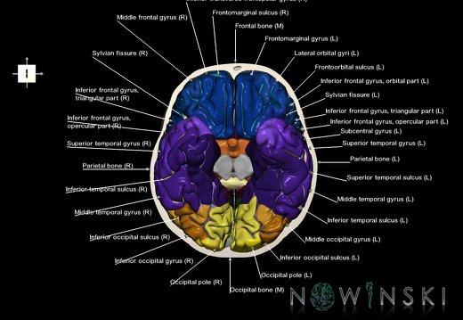 G8.T3.1-22.2 22.3.V6.C4-2.L1.Cerebrum-Neurocranium-No skull base