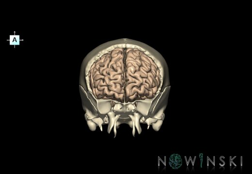 G8.T3.1-22.2 22.5.3.V1.C1.L0.Cerebrum-Neurocranium-No frontal bone