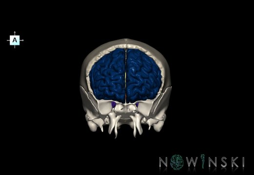 G8.T3.1-22.2 22.5.3.V1.C2.L0.Cerebrum-Neurocranium-No frontal bone