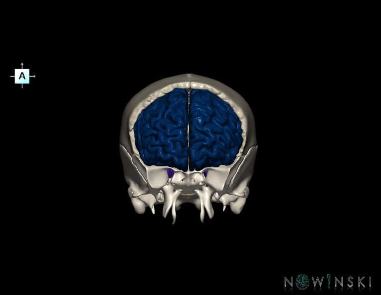G8.T3.1-22.2_22.5.3.V1.C2.L0.Cerebrum-Neurocranium-No_frontal_bone.tiff