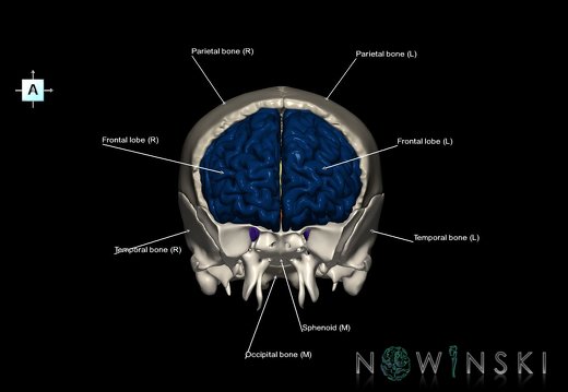 G8.T3.1-22.2 22.5.3.V1.C2.L1.Cerebrum-Neurocranium-No frontal bone