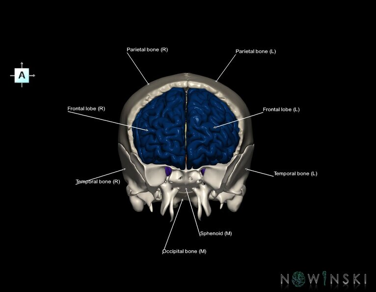 G8.T3.1-22.2_22.5.3.V1.C2.L1.Cerebrum-Neurocranium-No_frontal_bone.tiff