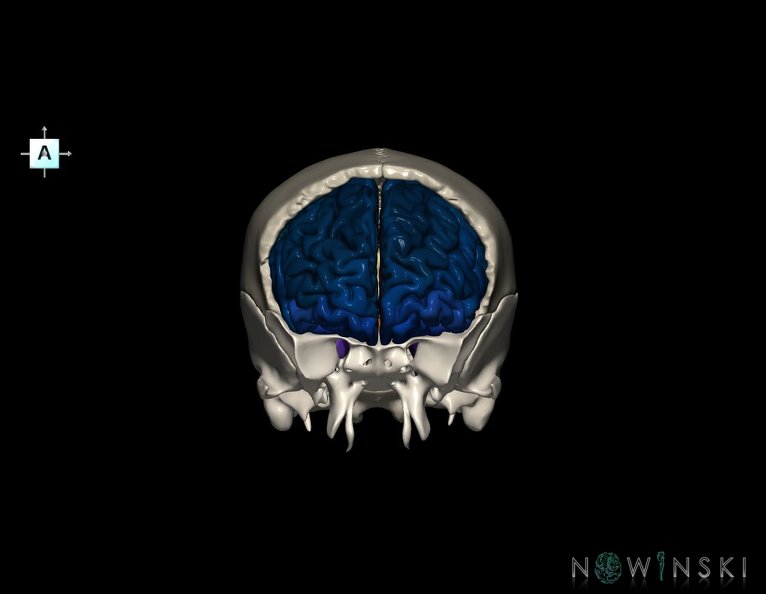 G8.T3.1-22.2_22.5.3.V1.C3-2.L0.Cerebrum-Neurocranium-No_frontal_bone.tiff