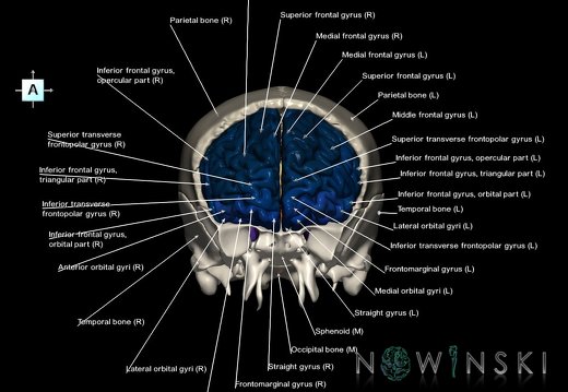 G8.T3.1-22.2 22.5.3.V1.C3-2.L1.Cerebrum-Neurocranium-No frontal bone