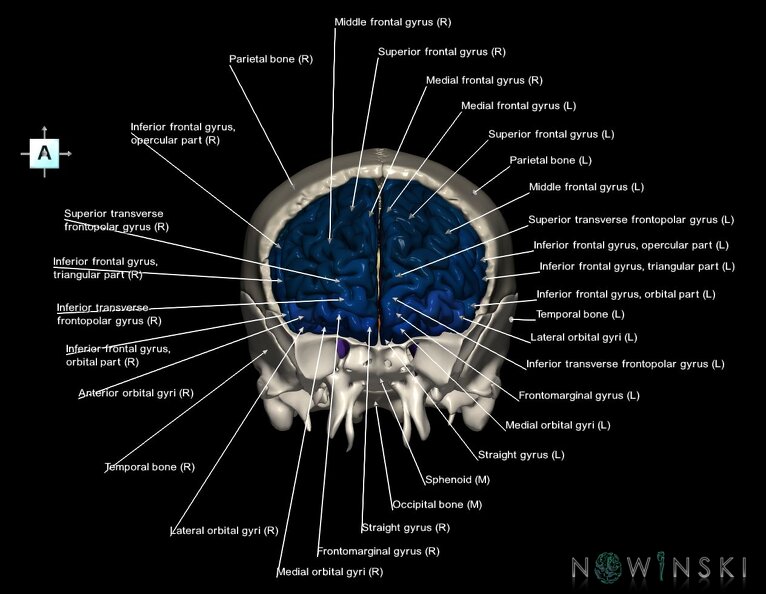 G8.T3.1-22.2_22.5.3.V1.C3-2.L1.Cerebrum-Neurocranium-No_frontal_bone.tiff