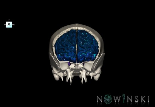 G8.T3.1-22.2 22.5.3.V1.C4-2.L0.Cerebrum-Neurocranium-No frontal bone