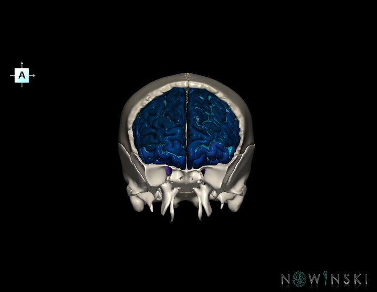 G8.T3.1-22.2_22.5.3.V1.C4-2.L0.Cerebrum-Neurocranium-No_frontal_bone.tiff