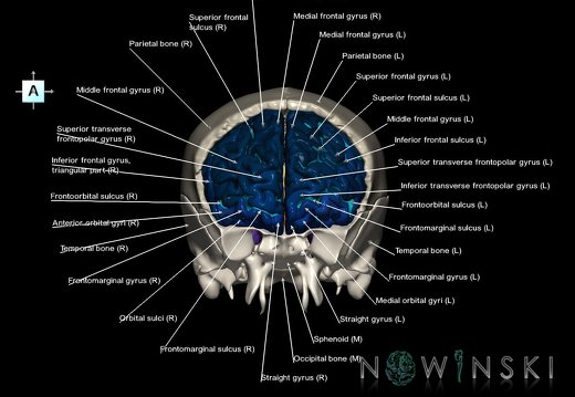 G8T3.1-22.2.CerebrumNeurocraniumOpen