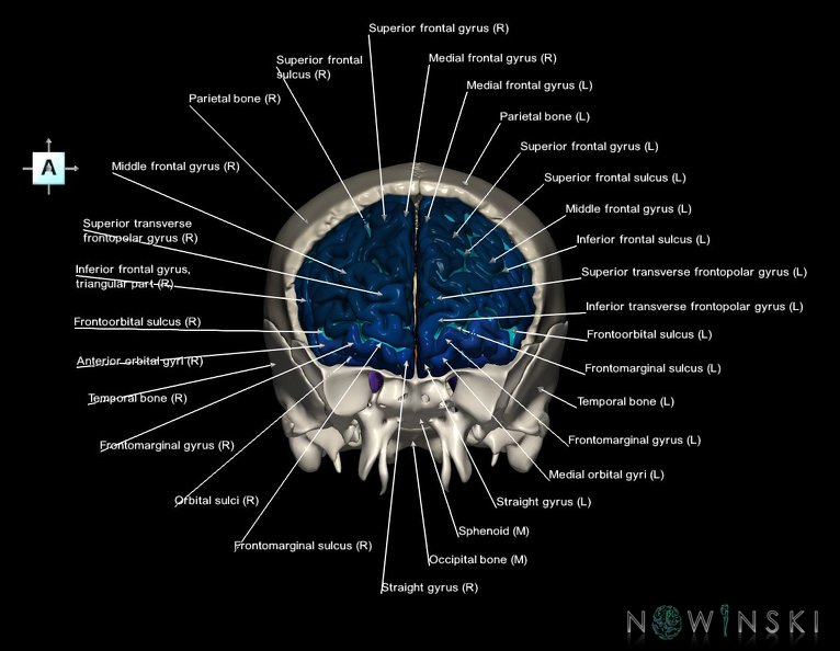 G8.T3.1-22.2_22.5.3.V1.C4-2.L1.Cerebrum-Neurocranium-No_frontal_bone.tiff