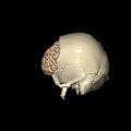G8.T3.1-22.2 22.5.3.V2.C1.L0.Cerebrum-Neurocranium-No frontal bone