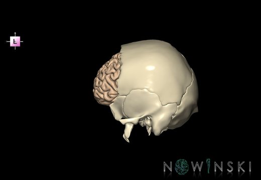 G8.T3.1-22.2 22.5.3.V2.C1.L0.Cerebrum-Neurocranium-No frontal bone