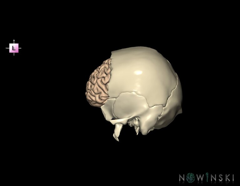 G8.T3.1-22.2_22.5.3.V2.C1.L0.Cerebrum-Neurocranium-No_frontal_bone.tiff