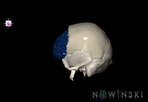 G8.T3.1-22.2 22.5.3.V2.C2.L0.Cerebrum-Neurocranium-No frontal bone