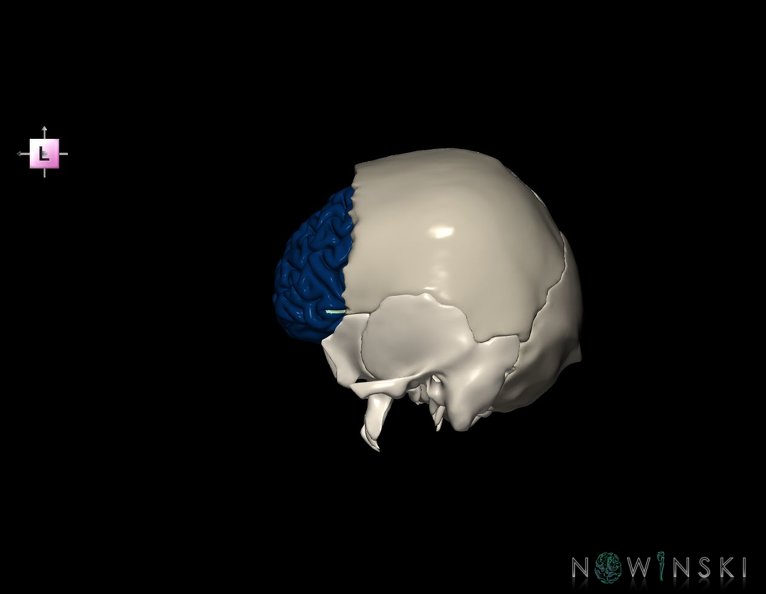 G8.T3.1-22.2_22.5.3.V2.C2.L0.Cerebrum-Neurocranium-No_frontal_bone.tiff