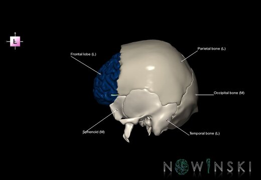 G8.T3.1-22.2 22.5.3.V2.C2.L1.Cerebrum-Neurocranium-No frontal bone