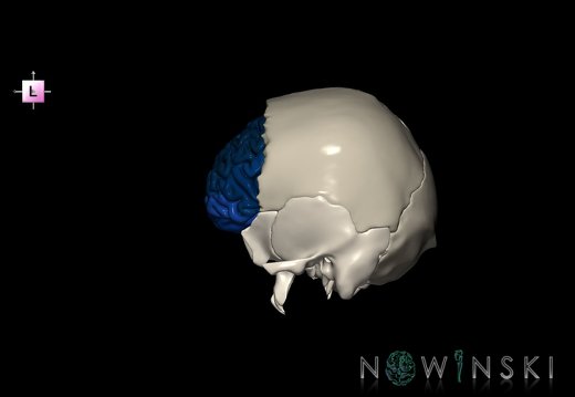G8.T3.1-22.2 22.5.3.V2.C3-2.L0.Cerebrum-Neurocranium-No frontal bone