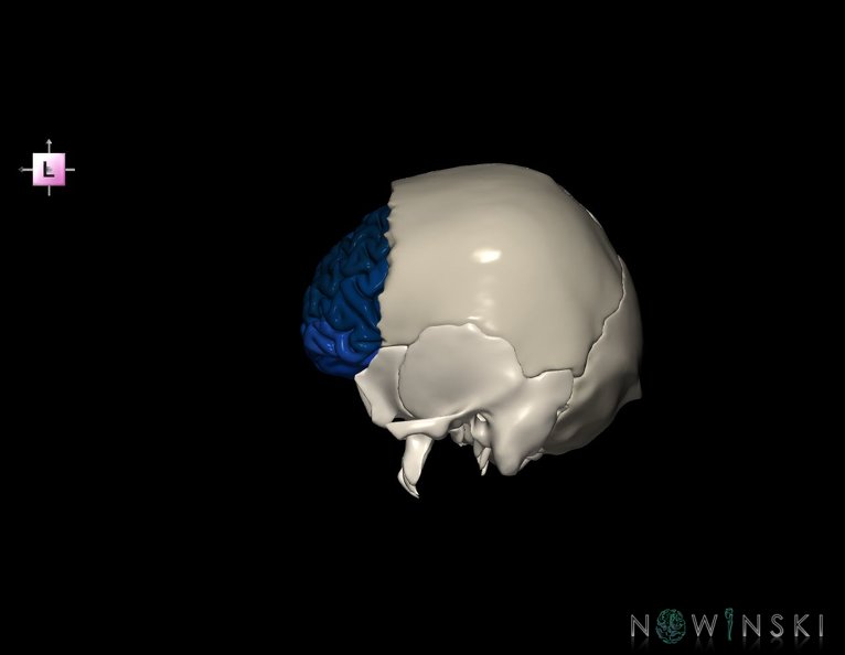 G8.T3.1-22.2_22.5.3.V2.C3-2.L0.Cerebrum-Neurocranium-No_frontal_bone.tiff