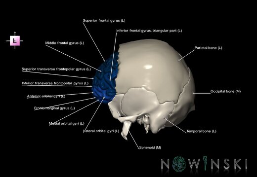 G8.T3.1-22.2 22.5.3.V2.C3-2.L1.Cerebrum-Neurocranium-No frontal bone