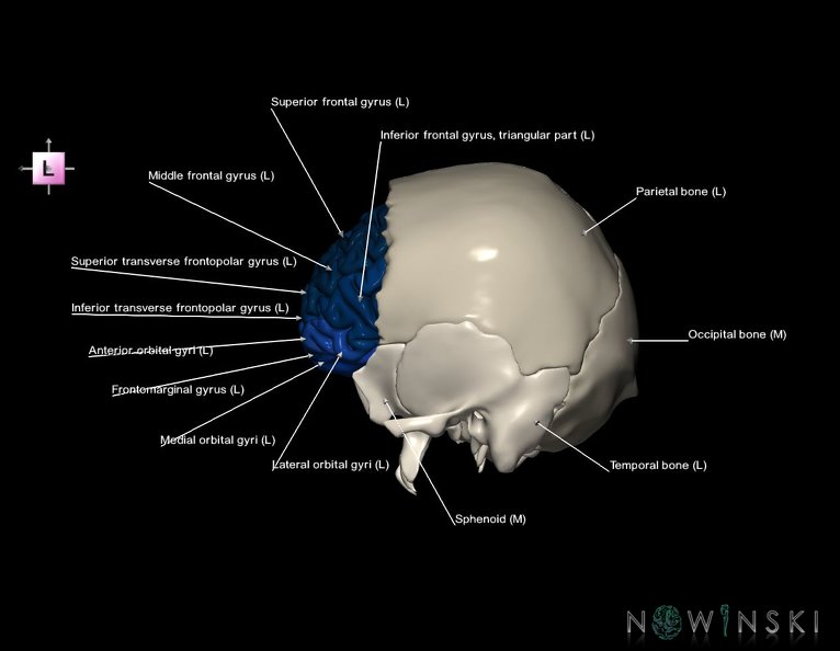 G8.T3.1-22.2_22.5.3.V2.C3-2.L1.Cerebrum-Neurocranium-No_frontal_bone.tiff