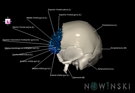 G8.T3.1-22.2 22.5.3.V2.C4-2.L1.Cerebrum-Neurocranium-No frontal bone