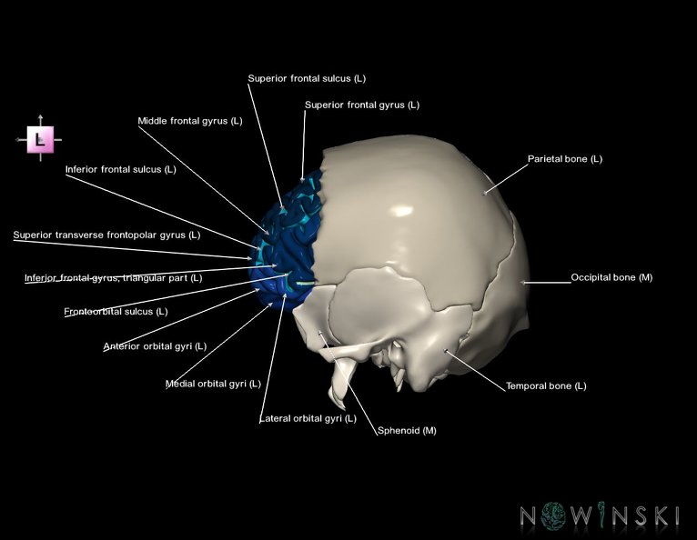 G8.T3.1-22.2_22.5.3.V2.C4-2.L1.Cerebrum-Neurocranium-No_frontal_bone.tiff