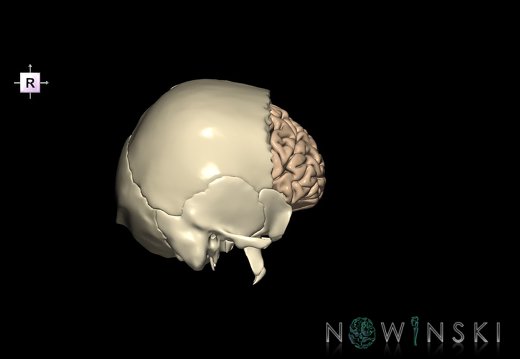 G8.T3.1-22.2 22.5.3.V4.C1.L0.Cerebrum-Neurocranium-No frontal bone
