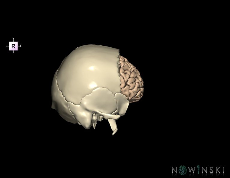 G8.T3.1-22.2_22.5.3.V4.C1.L0.Cerebrum-Neurocranium-No_frontal_bone.tiff