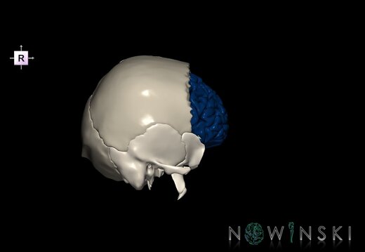 G8.T3.1-22.2 22.5.3.V4.C2.L0.Cerebrum-Neurocranium-No frontal bone