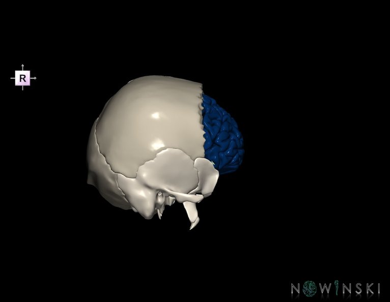 G8.T3.1-22.2_22.5.3.V4.C2.L0.Cerebrum-Neurocranium-No_frontal_bone.tiff